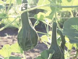 Image result for Lagenaria