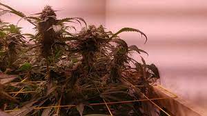 May 24, 2021 · a 400w led grow light will cover a 2.5 x 2.5 ft space. X6 Cob 1800w Grow Light Review Part 2 Of Many Youtube