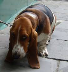 Basset Hound Beagle Mix Black And White Breed Basset Hound Colour Black Tan And White Basset Hound Dog Basset Hound Beagle Basset Hound