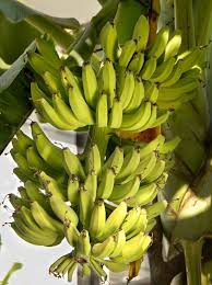 The banana flower is believed to help with painful menstruation. Find Joy In Your Seed Bearing Edible Bananas Al Com