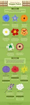 Check spelling or type a new query. Companion Planting Flowers To Deter Garden Pests Family Food Garden Garden Companion Planting Companion Planting Garden Pests