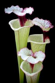 Pin On Carnivorous Plants