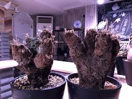 Image result for Xerophyta trichophylla