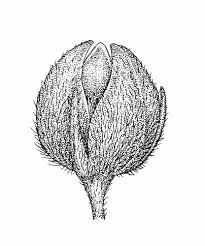 Image result for Faurea intermedia