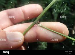 Image result for Isodon ramosissimus