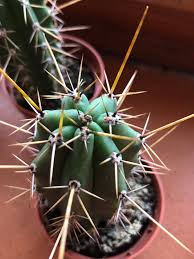 Image result for Dasylepis eggelingii