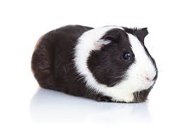They are entered and shown in arba competitions in nineteen color classifications; Guinea Pig Colours Choosing A Guinea Pig Guinea Pigs Guide Omlet Uk