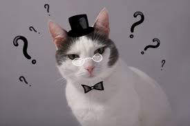 There are some cute and awesome costumes in which. Cat Intelligence How Smart Are Cats All About Cats