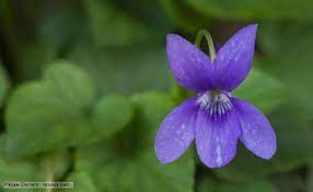 Yardley April Violets Contemporary Classics Sweet Violets Bloom Where Youre Planted Violet Flower