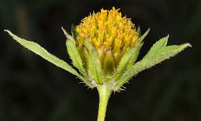 Image result for Bidens flagellata