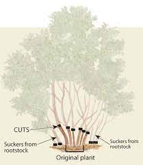 How To Prune Lilacs Finegardening Lilac Tree Lilac Pruning Lilac Bushes