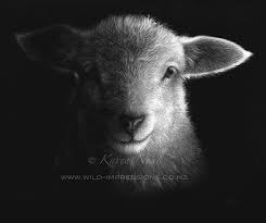 Black And White Sheep Drawing Lamb Scratchboard Artwork Artist Karen Neal Scratchboard Scratchboard Artwork Black Paper Drawing