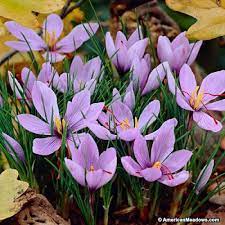Saffron Crocus Giardinaggio Fiori Natura