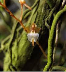 Image result for Microcoelia bulbocalcarata