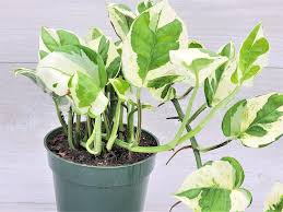 Image result for Epipremnum en casa