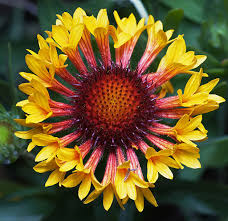 Maybe you would like to learn more about one of these? Annual Plants Annual Flowers Annuals Winter Flowers Biennials Perennials