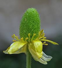 Image result for Ranunculus raeae