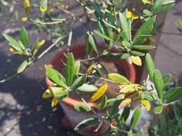 Https Www E Garden F Com Blog B Item Olivefruit20170602 Html