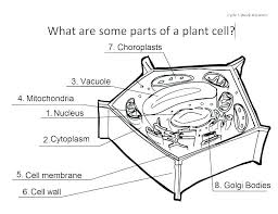 Plant Cell Worksheet Answers Coloring Sheet Answer Key Grade 11 Biology Worksheets Corner Animal Free Animal Cells Worksheet Plant And Animal Cells Plant Cell