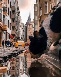 Gunler Gitgide Kisaliyor Yagmurlar Baslamak Uzere Kapim Ardina Kadar Acik Bekledi Seni Niye Boyle Gec Kaldin Nazim Hikmet Ran Cat City Cats Istanbul