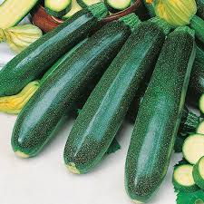 Spread the seeds in a single layer on a tray covered in wax paper. Courgette Zucchini Seeds From Mr Fothergill S Seeds And Plants