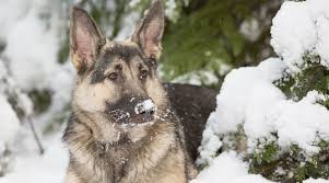 Shiloh shepherd puppies for sale canada. Shiloh Shepherd Dog Breed Information Facts Puppy Costs More