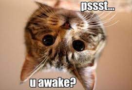 Awww Purrr Funny Cat Photos Cute Animals Funny Cat Memes