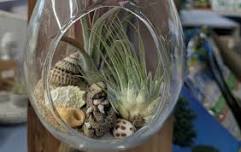 Air Plant Terrarium Class!