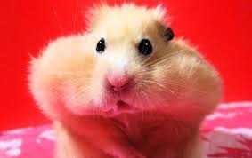 Hamster Cheek Pouches (TYSM for the feature and coins!) | Hamsters! Amino
