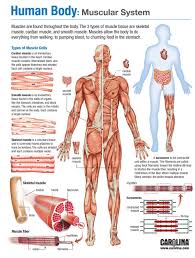 Human Body Muscular System Human Body Anatomy Human Body Systems Basic Anatomy And Physiology