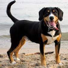 hunderassen ubersicht entlebucher mountain dog dog breeds dog cat