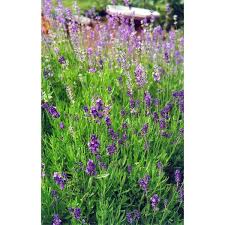 Image result for Lavandula angustifolia Vera