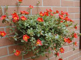 Vendita online pianta di portulacaria afra. Portulacca Portulaca Giardinaggio Mobi
