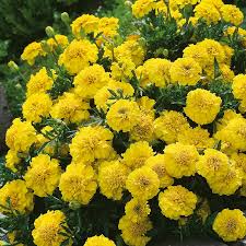 It is said that their vibrant yellow colors guide spirits into the afterlife. Marigold French Yellow Jacket Seeds From Mr Fothergill S Seeds And Plants