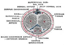 Juvederm dermal fillers are made of a hyaluronic acid, rather than a collagen based filler. Buck S Fascia Wikipedia