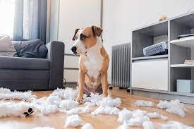 Unser mischlingsrüde balu pinkelt ab und zu nachts in die wohnung. Fifi Allein Zuhaus Trennungsangst Beim Hund Behandeln Lumpi4 De Hundemagazin