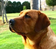 Fox Red Labradors Labrador Retriever