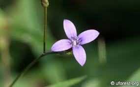 Image result for Oldenlandia fastigiata