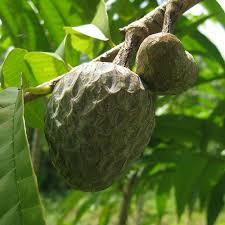 More images for annona diversifolia plant » Annona Reticulata Bullocks Heart Seeds Del Mundo