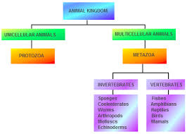 Animal Kingdom Classification Chart By James Infogram