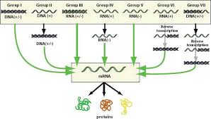 Quizlet is the easiest way to study, practise and master what you're learning. Principles Of Virology Basicmedical Key
