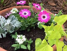 It is still a bit too early here in northern utah, but i am making my list of the kinds of. 3 Steps To Planting Flowers In Pots Pinecone Cottage Retreat