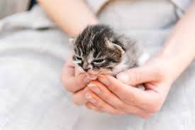 15 Facts About Kittens That Might Surprise Even Long Time Cat Lovers Cole Marmalade