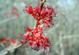 Purple flowering trees in georgia. Native Plants For Georgia Part I Trees Shrubs And Woody Vines Uga Cooperative Extension