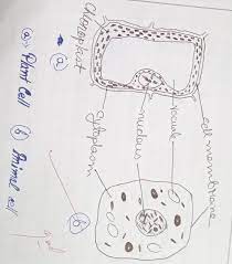 Draw the typical animal cell and label its parts. 13 Draw The Typical Animal Cell And Label Its Parts Brainly In