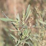 Image result for Pechuel-Loeschea leubnitziae