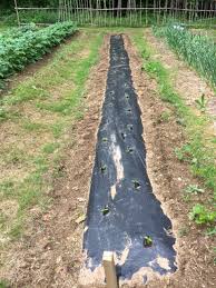 Check spelling or type a new query. Growing Tomatoes And Peppers In The Garden Using Black Plastic Mulch Finegardening