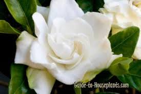 Indoor Gardenia Care Tips Gardenia Jasminoides Growing Gardenias Gardenia Care Gardenia