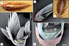 Image result for Cyperus pectinatus