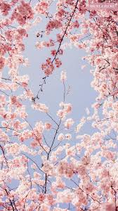 Free live wallpaper for your desktop pc & mobile phone. Cherry Blossom Phone Wallpapers Wallpaper Cave